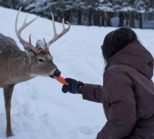 Parc Oméga, Outaouais winter itinerary, Québec