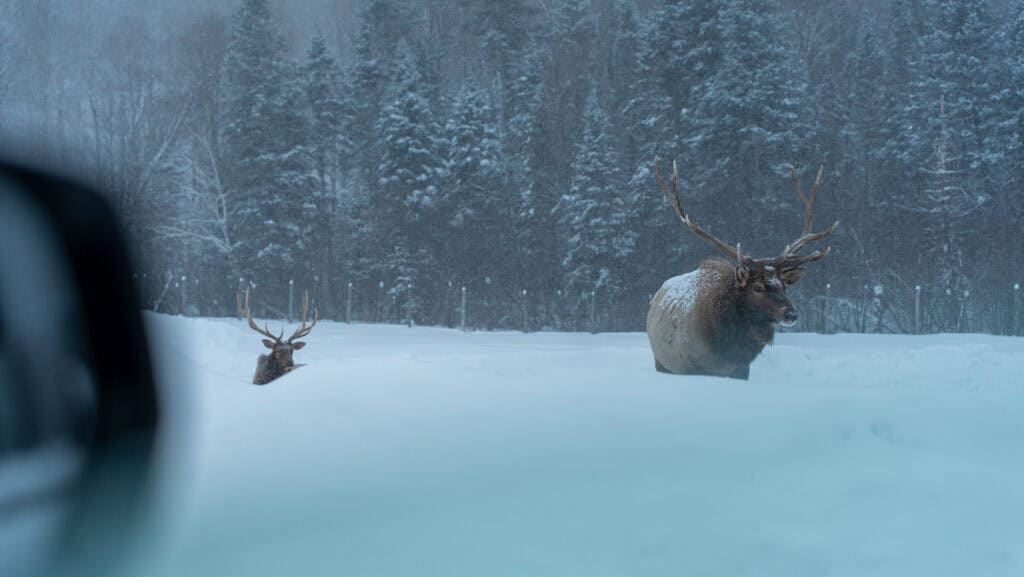 Parc Oméga, Outaouais, Québec